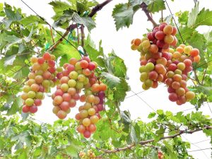Vườn nho Ninh Thuận