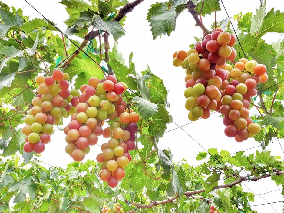 Vườn nho Ninh Thuận Vườn nho Ninh Thuận