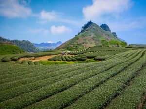 đồi chè Mộc Châu