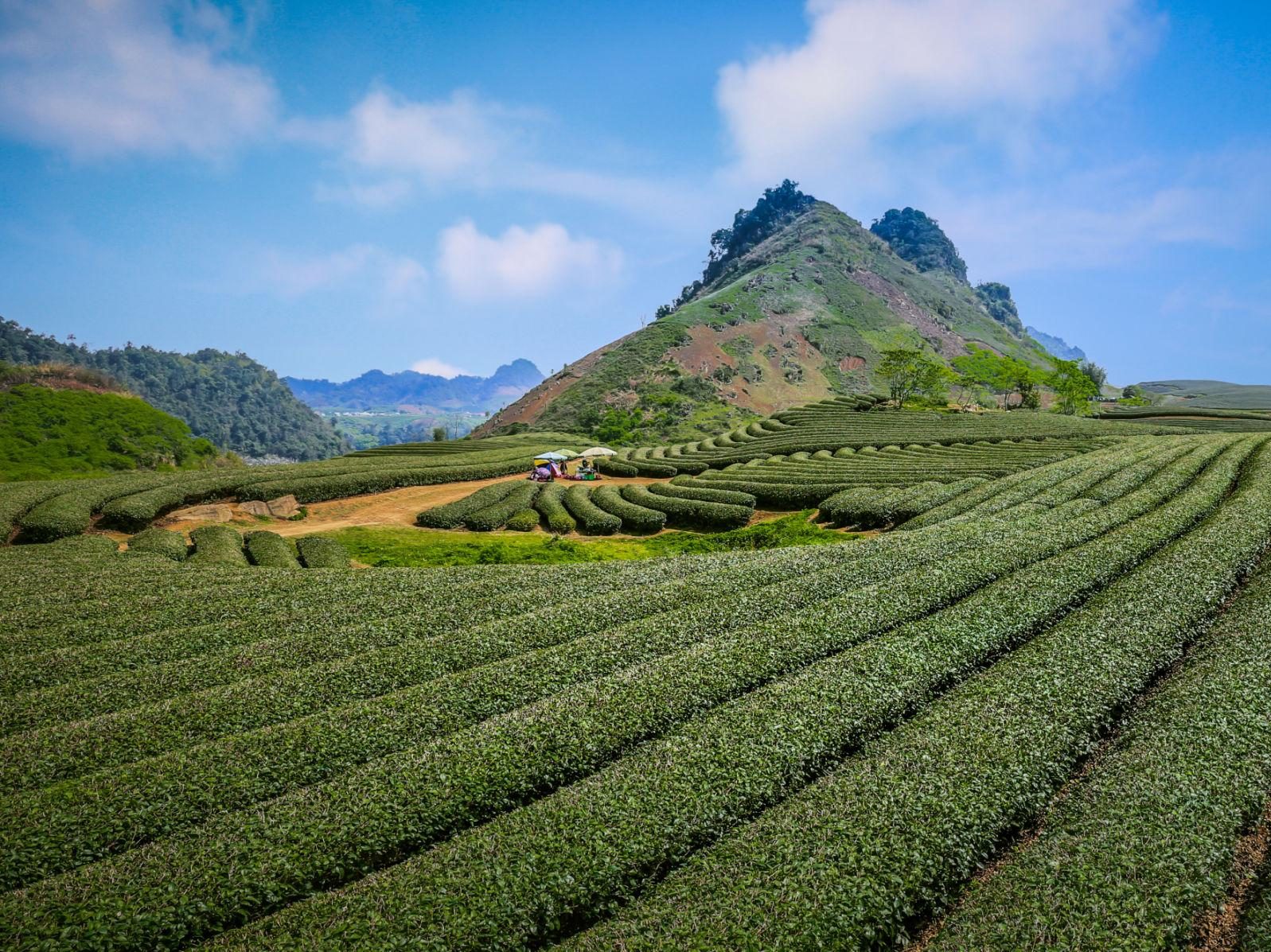 đồi chè Mộc Châu