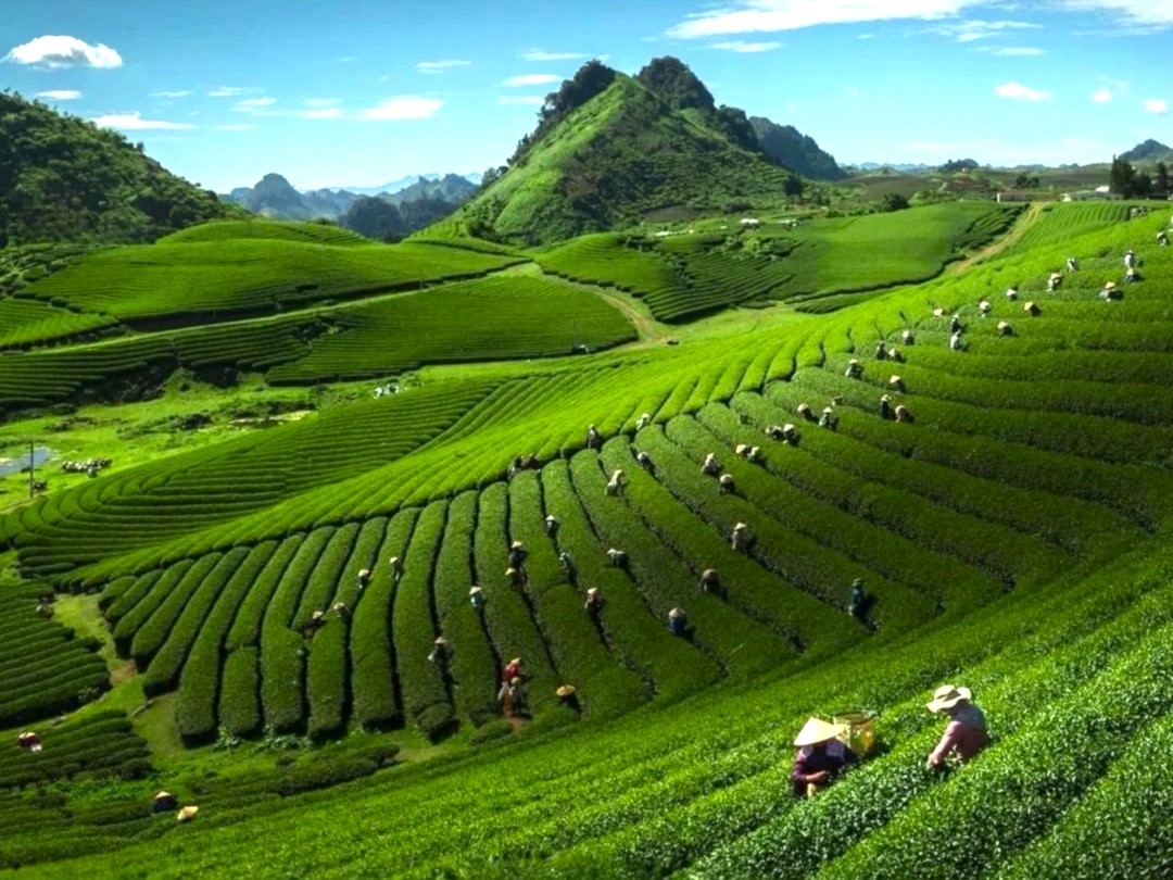 đồi chè Mộc Châu